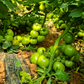 بذور هجينة ( بندورة ) طماطم فينيسيا 1000 بذرة - Venicia F1 Tomato Seeds 1000 Seeds