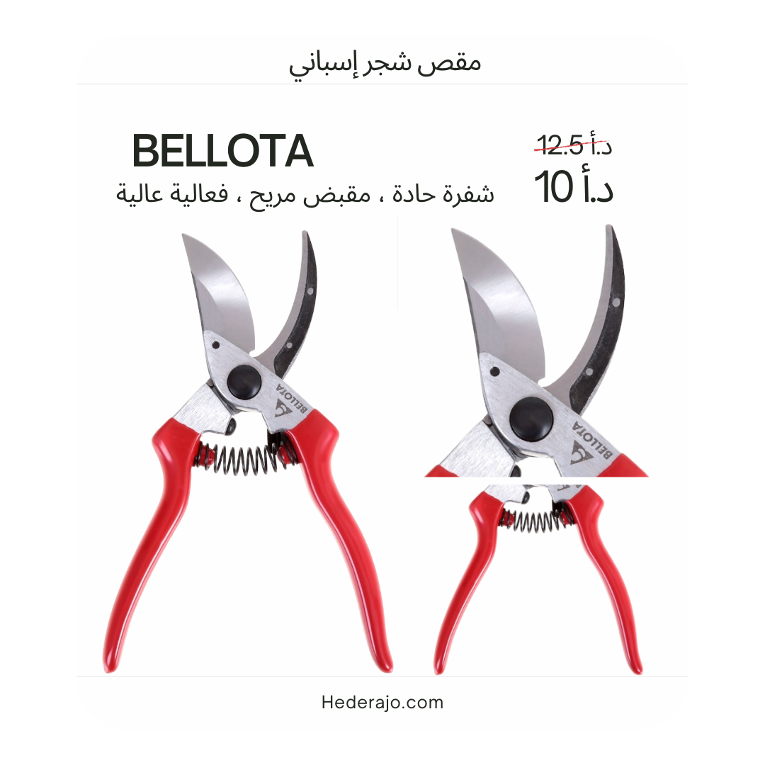 مقص بلوطة 1 لتقليم أشجار الفاكهة والكروم