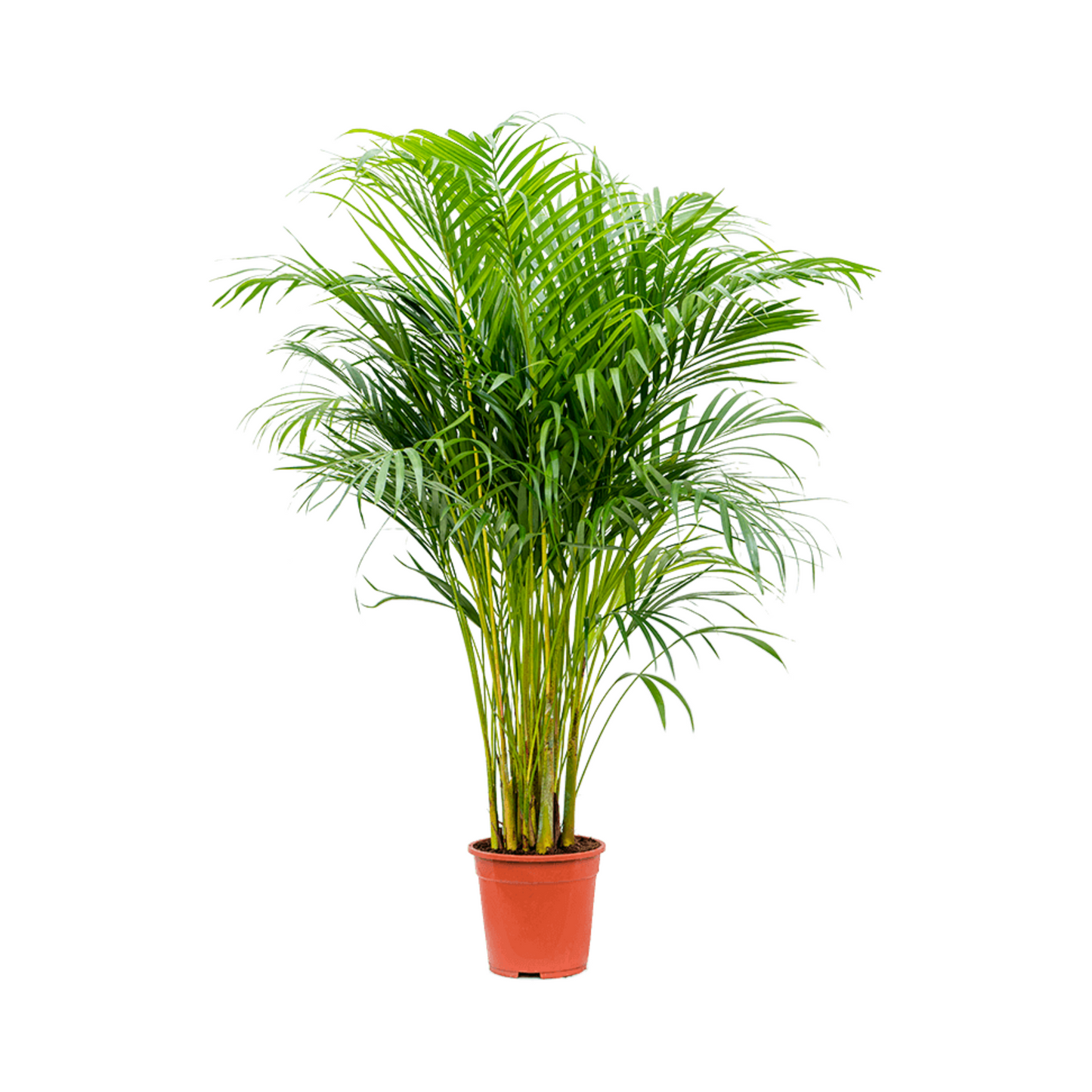 areca palm 160 cm - نخيل أريكا 160 سم