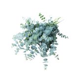 بذور أوكاليبتوس الأزرق( الزنبرك )  1000 بذرة - Eucalyptus pulverulenta Baby Blue Bouquet 1000 seeds