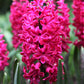 hyacinthus jan bos - هياسنت جان بوس