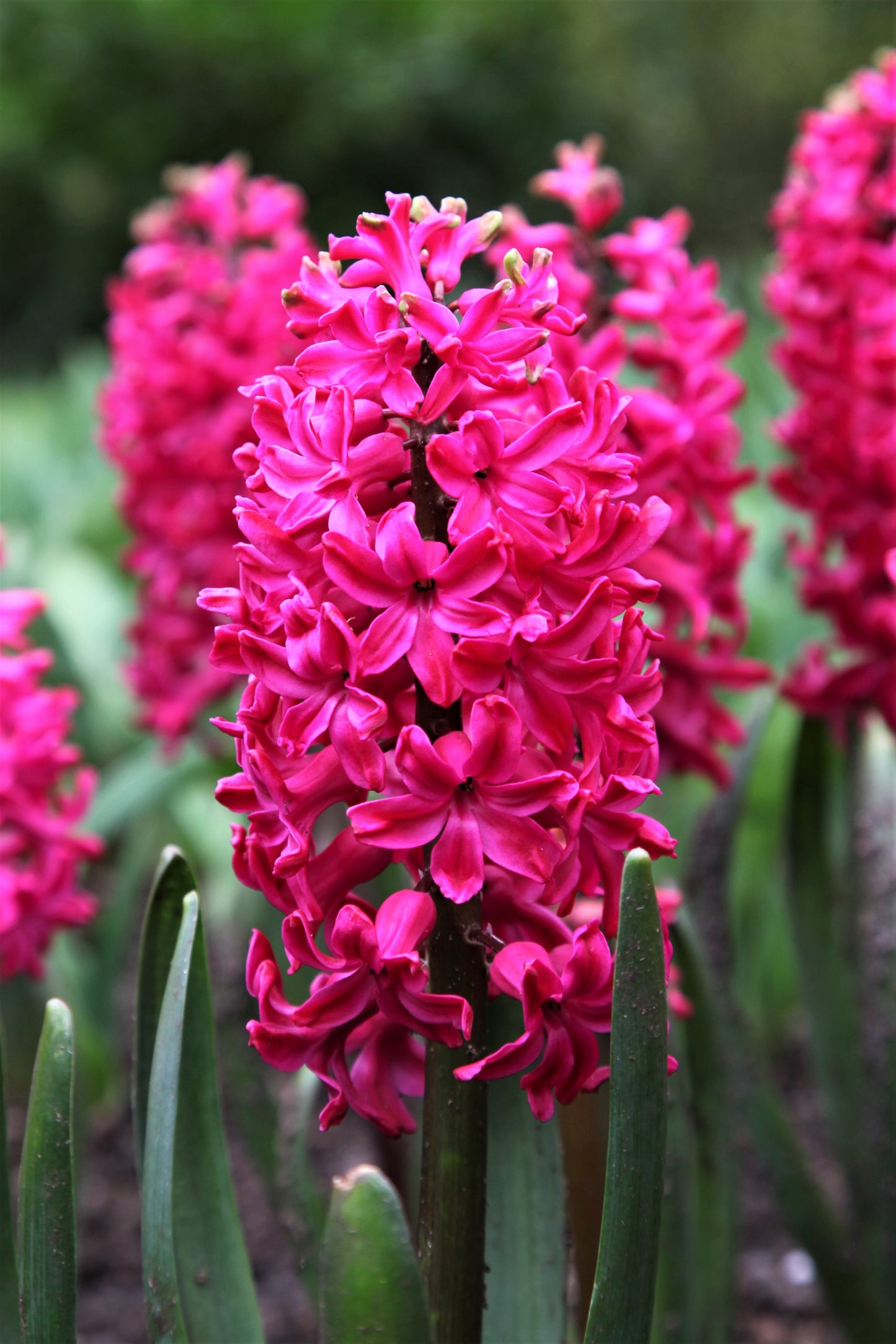 hyacinthus jan bos - هياسنت جان بوس