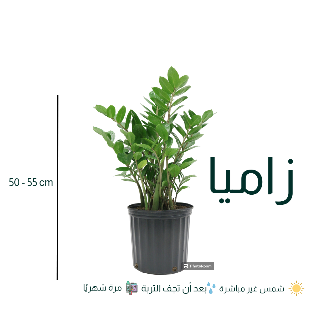 Zz Plant Hedra zz-plant-hedra