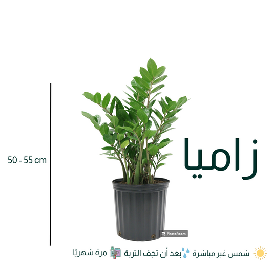 Zz plant - زاميا