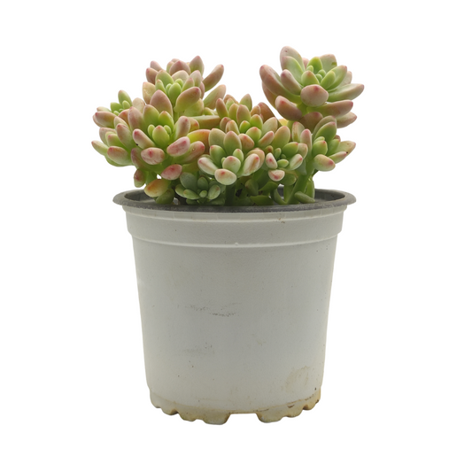 Sedum Rubrotinctum - نبات عصاري سيدوم ربروتينكوم