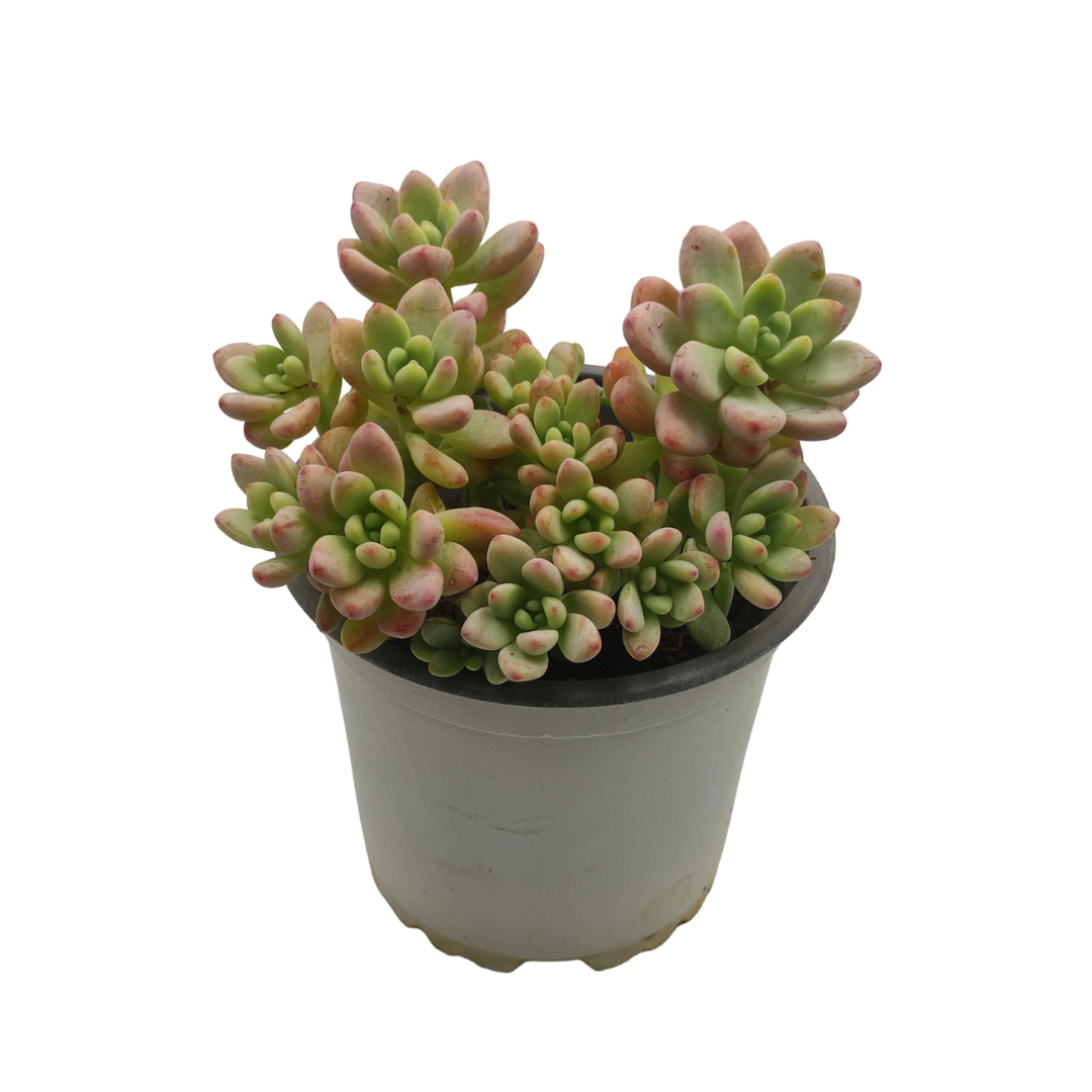 Sedum Rubrotinctum - نبات عصاري سيدوم ربروتينكوم