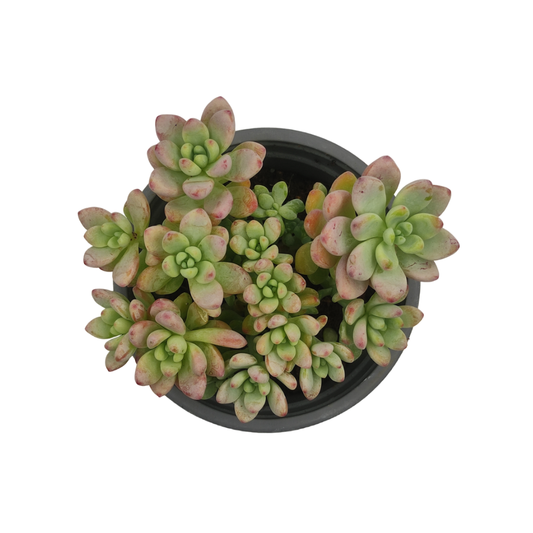 Sedum Rubrotinctum - نبات عصاري سيدوم ربروتينكوم