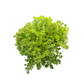 Sedum - نبات عصاري سيدوم