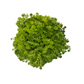 Sedum - نبات عصاري سيدوم