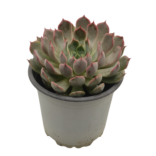 Echeveria pulidonis - نبات عصاري إيشفيريا بوليدونس