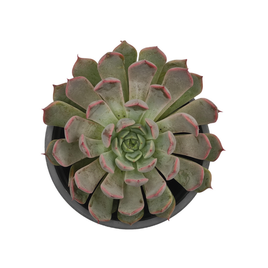 Echeveria pulidonis - نبات عصاري إيشفيريا بوليدونس