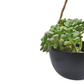 Hanging plant pot - حوض نباتات معلق