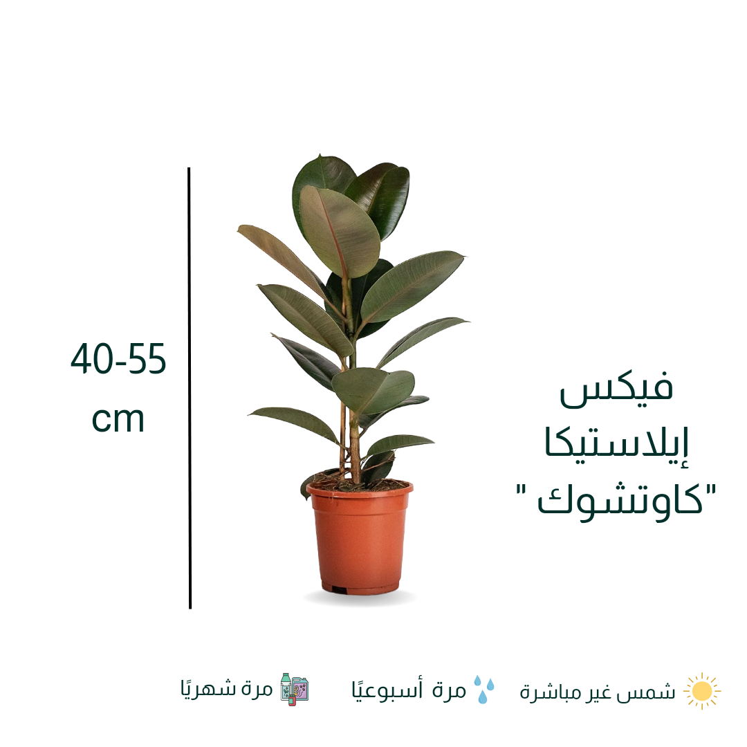 Ficus elastica || فيكس إيلاستيكا - المطاط - الكوشوك