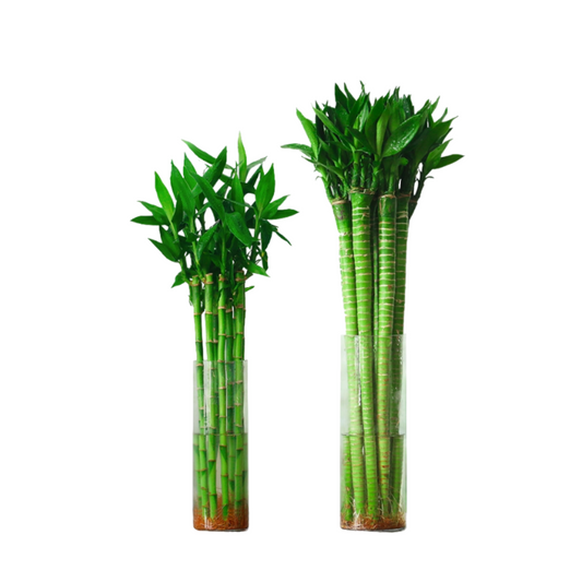 Lucky Bamboo Single Stalk - ساق البامبو عريض 70 سم