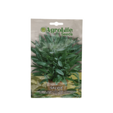 sage high quality seeds -بذور ميرامية عالية الجودة