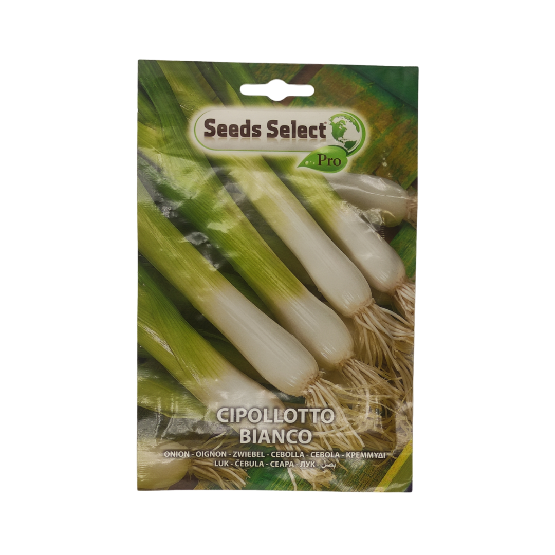 Onion high quality seeds بذور بصل أخضر عالية الجودة