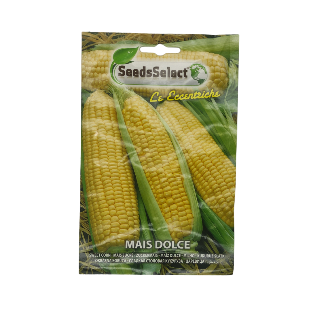 sweet corn high quality seeds - بذور ذرة سكرية عالية الجودة