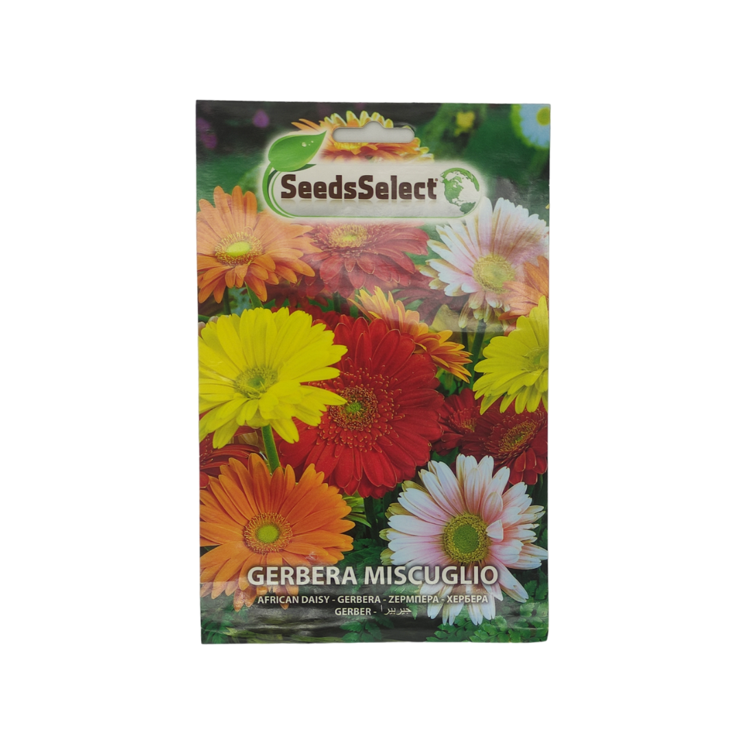 gerbera high quality seeds - بذور جربيرا عالية الجودة