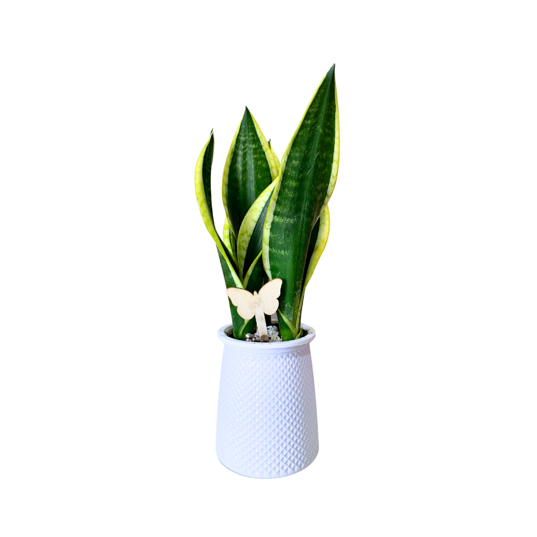 SANSEVIERIA TRIFASCIATA -  نبات سانسيفيريا جلد النمر نبات الأفعى بوعاء مائي مميز