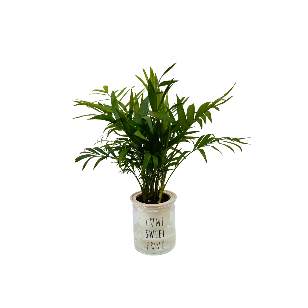 نبات شمادوريا بوعاء مائي - Aquatic Chamaedorea Plant
