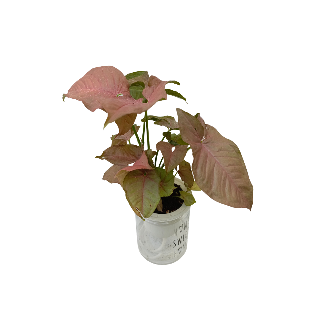 Aquatic Pink Splash Syngonium Plant - نبات سينجونيوم الزهري بوعاء مائي