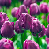 أبصال تيوليب بنفسجية داكنة للزراعة – Tulip Negrita Bulbs
