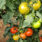 بذور هجينة طماطم (بندورة) سترونج 1000 بذرة - Strong F1 Tomato Seeds 1000 Seeds
