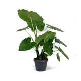 alocasia macrorrhiza - نبات أذن الفيل ألوكاسيا ماكرورايزا