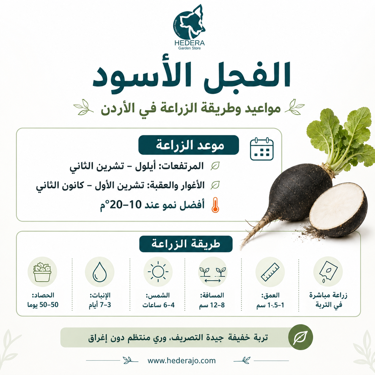 بذور فجل أسود عالية الجودة – Premium Quality Black Radish Seeds
