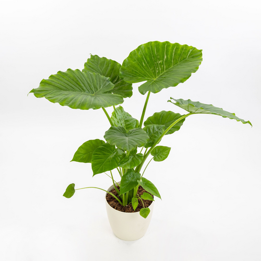 alocasia macrorrhiza - نبات أذن الفيل ألوكاسيا ماكرورايزا