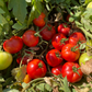 بذور هجينة ( بندورة ) طماطم لونار 1000 بذرة - Lunar F1 Tomato Seeds 1000 Seeds
