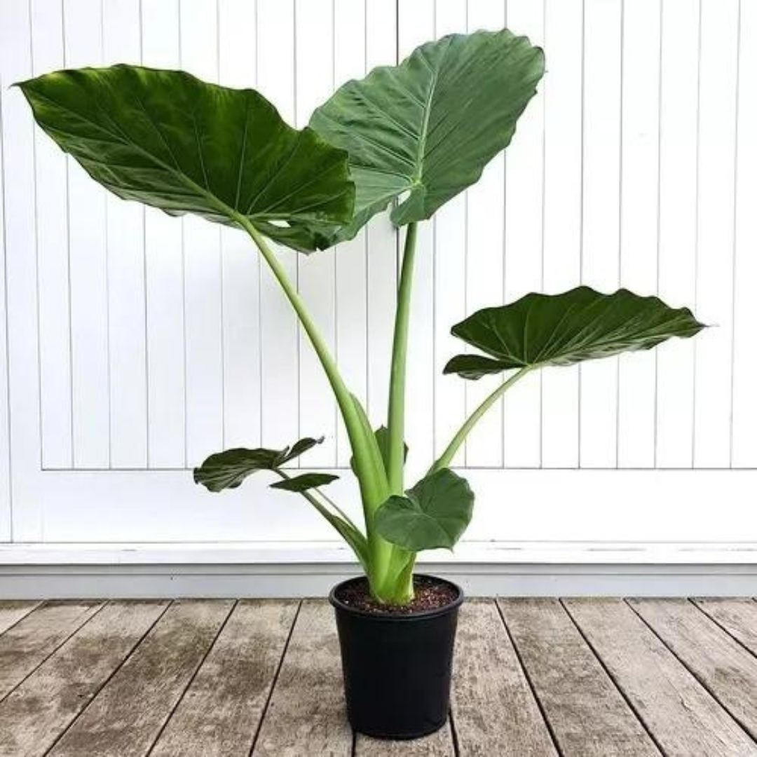 alocasia macrorrhiza - نبات أذن الفيل ألوكاسيا ماكرورايزا