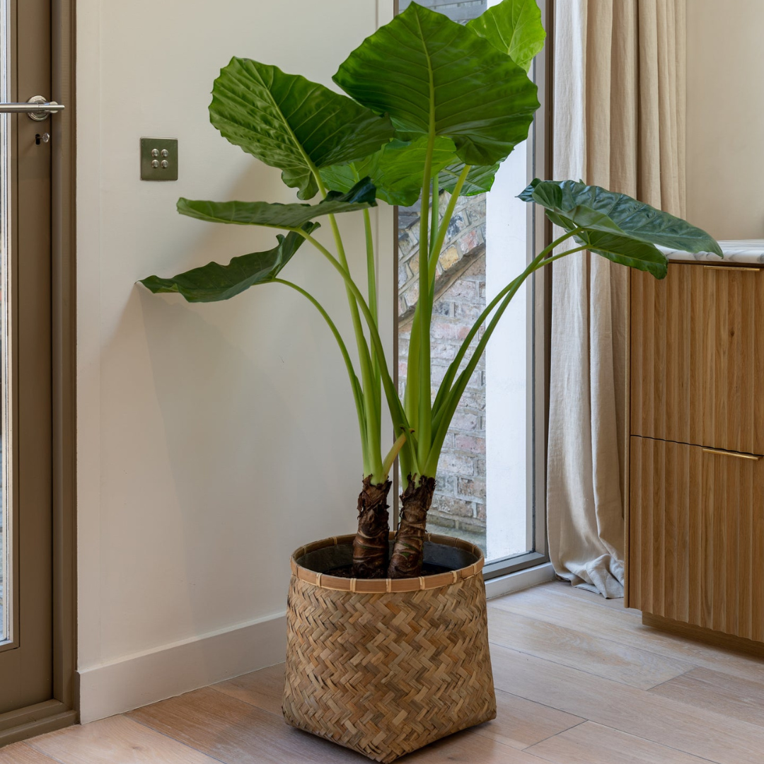 alocasia macrorrhiza - نبات أذن الفيل ألوكاسيا ماكرورايزا