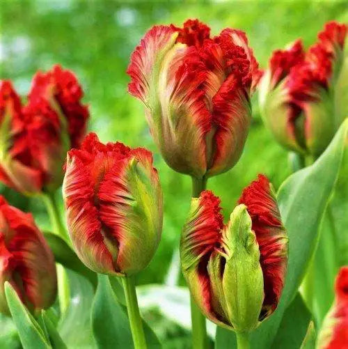 أبصال تيوليب الببغاء الملونة للزراعة – Tulip Exotic Parrot Bulbs