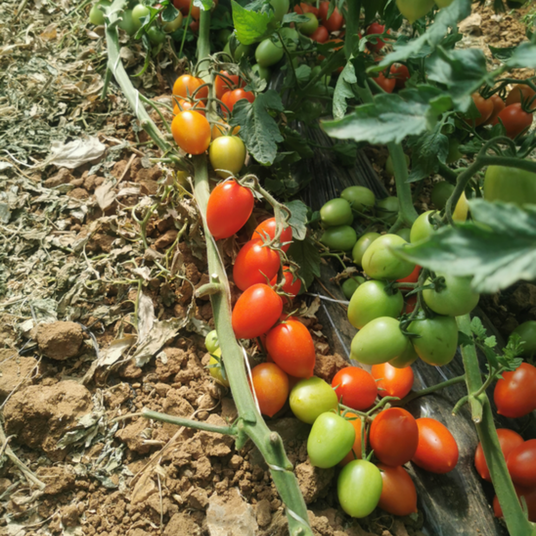 بذور هجينة ( بندورة ) طماطم بلحية بالما 1000 بذرة - Balma F1 Plum Toma ...