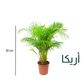 Areca palm - أريكا