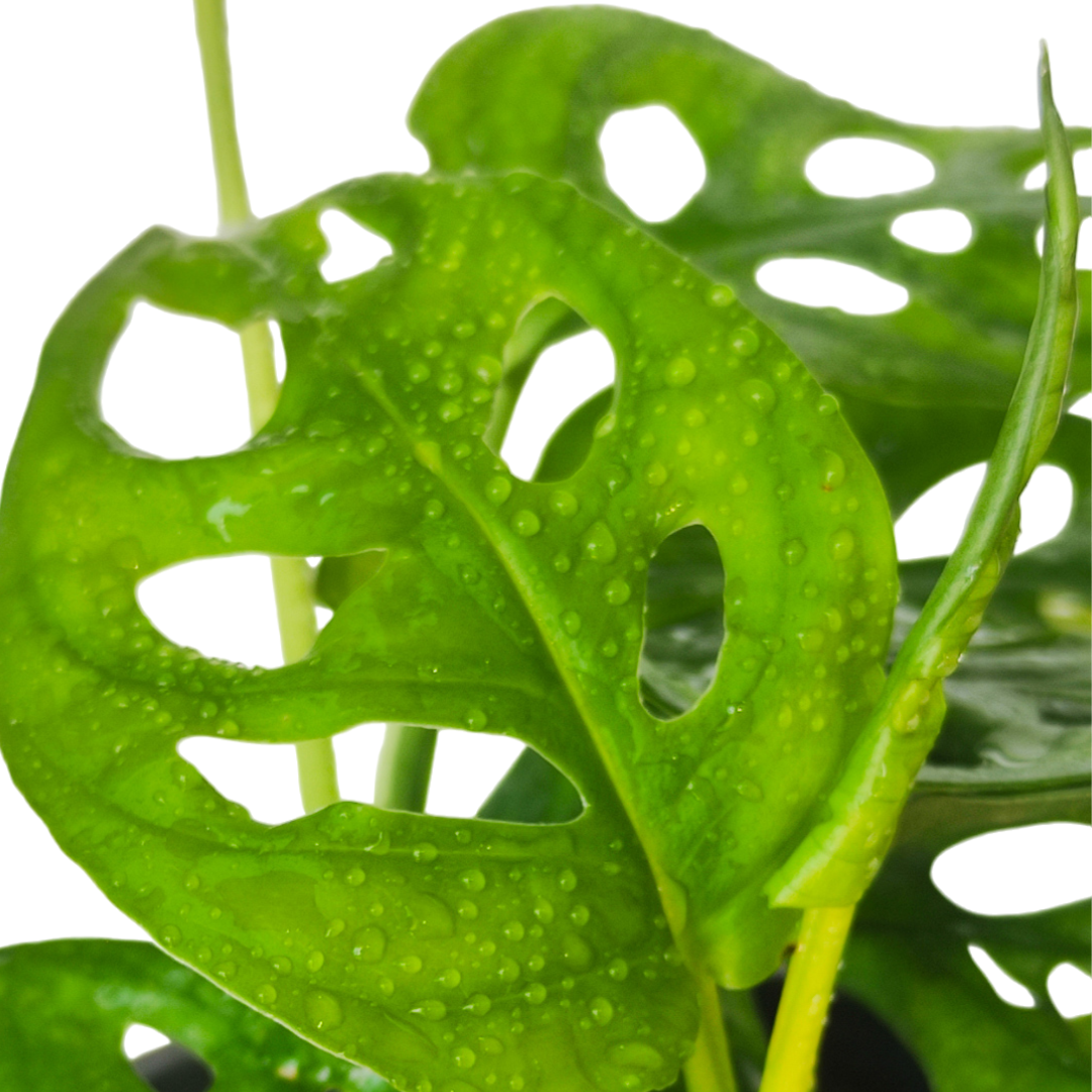 Monstera adansonii - نبات مونستيرا قناع القرد حوض معلق صناعة يدوية