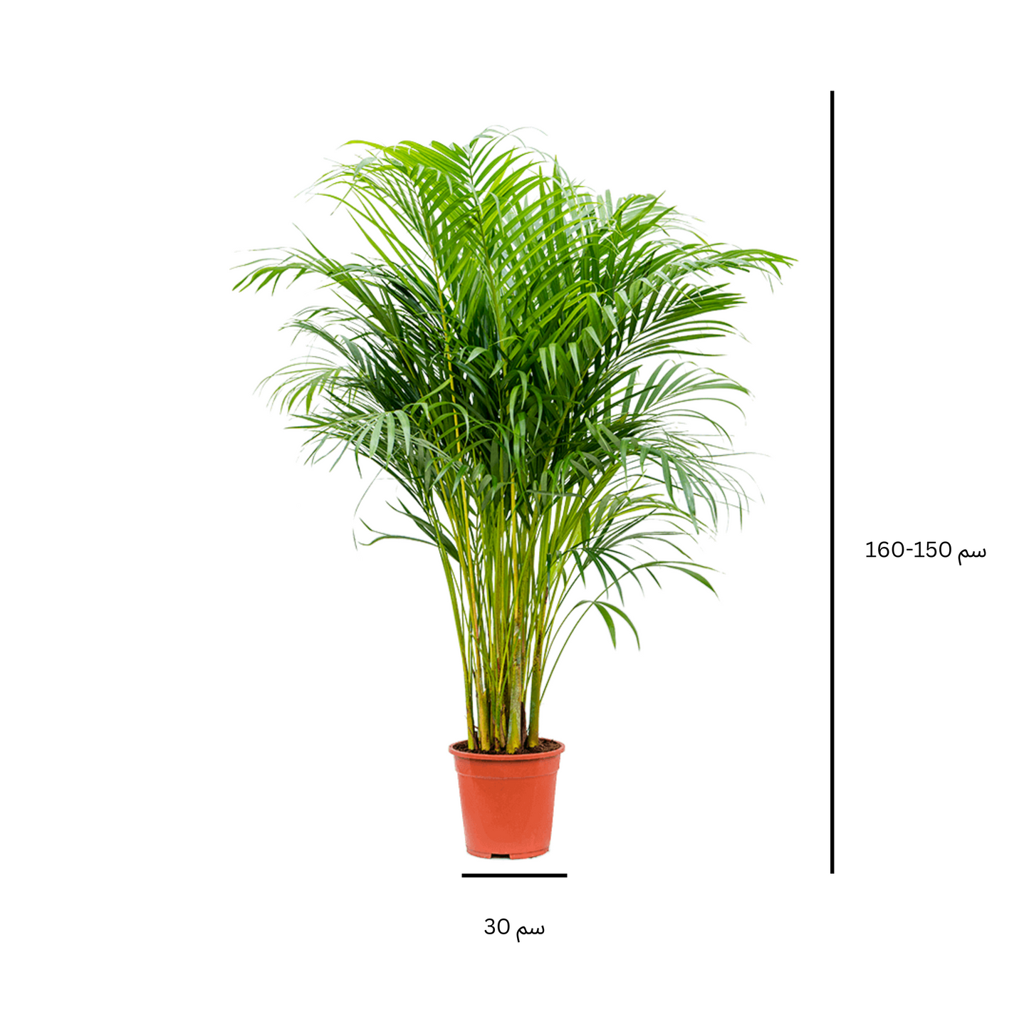 areca palm 160 cm - نخيل أريكا 160 سم