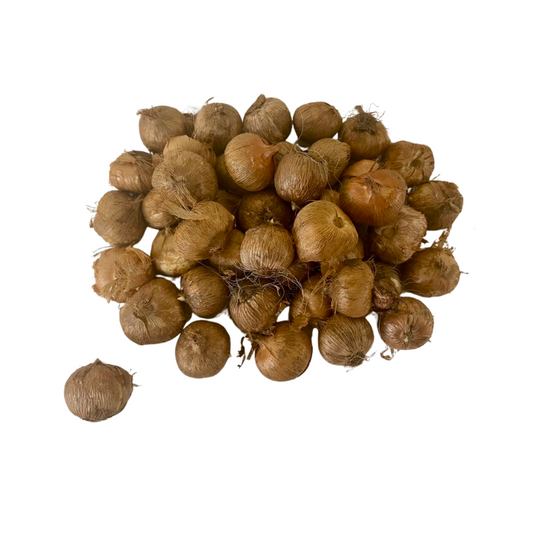 أبصال زعفران حجم كبير عدد  10  - Saffron 10 Bulbs Jambo Size