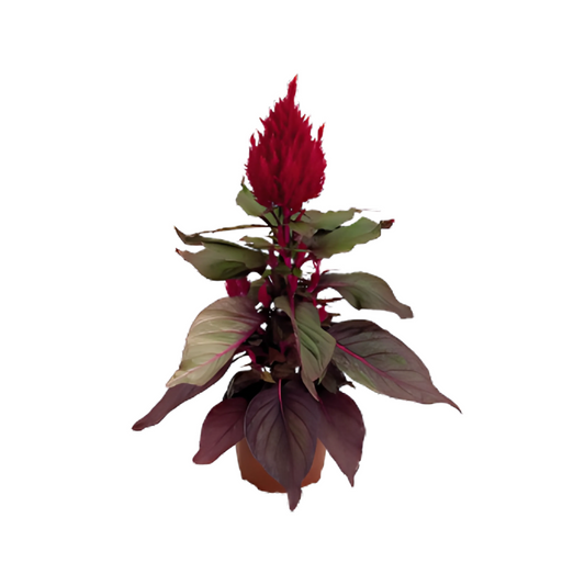 بذور سيلوسيا نيو لوك(عرف الديك) من بينري 1000 بذرة - Celosia plumosa New Look® 1000 seeds