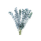 بذور أوكاليبتوس الأزرق( الزنبرك )  1000 بذرة - Eucalyptus pulverulenta Baby Blue Bouquet 1000 seeds