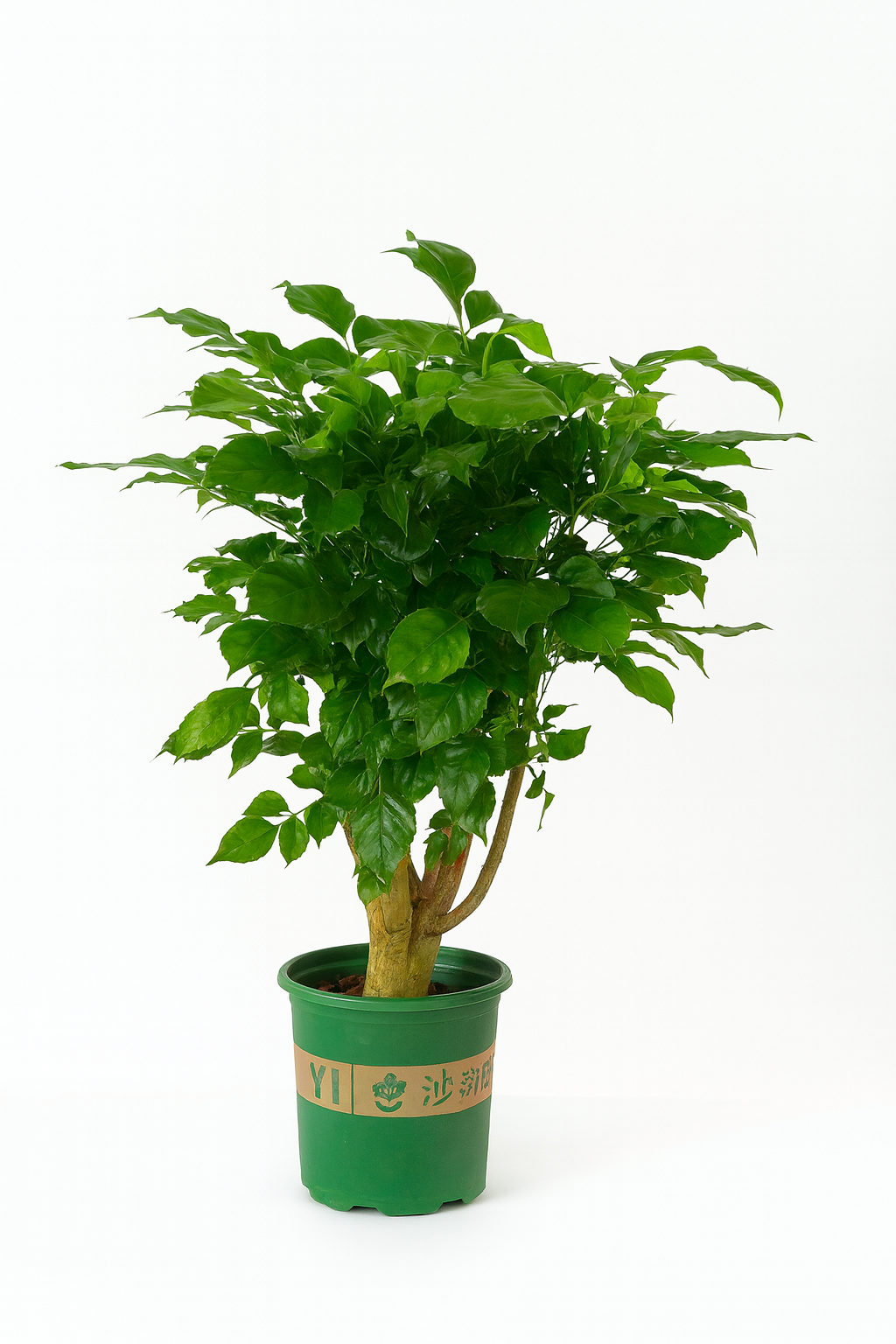 راديرماكيرا 50 سم - Radermachera 50 cm