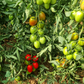 بذور هجينة ( بندورة ) طماطم بلحية بالما 1000 بذرة - Balma F1 Plum Tomato Seeds 1000 Seeds