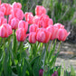 Tulip pink impression - تيوليب زهري الانطباع