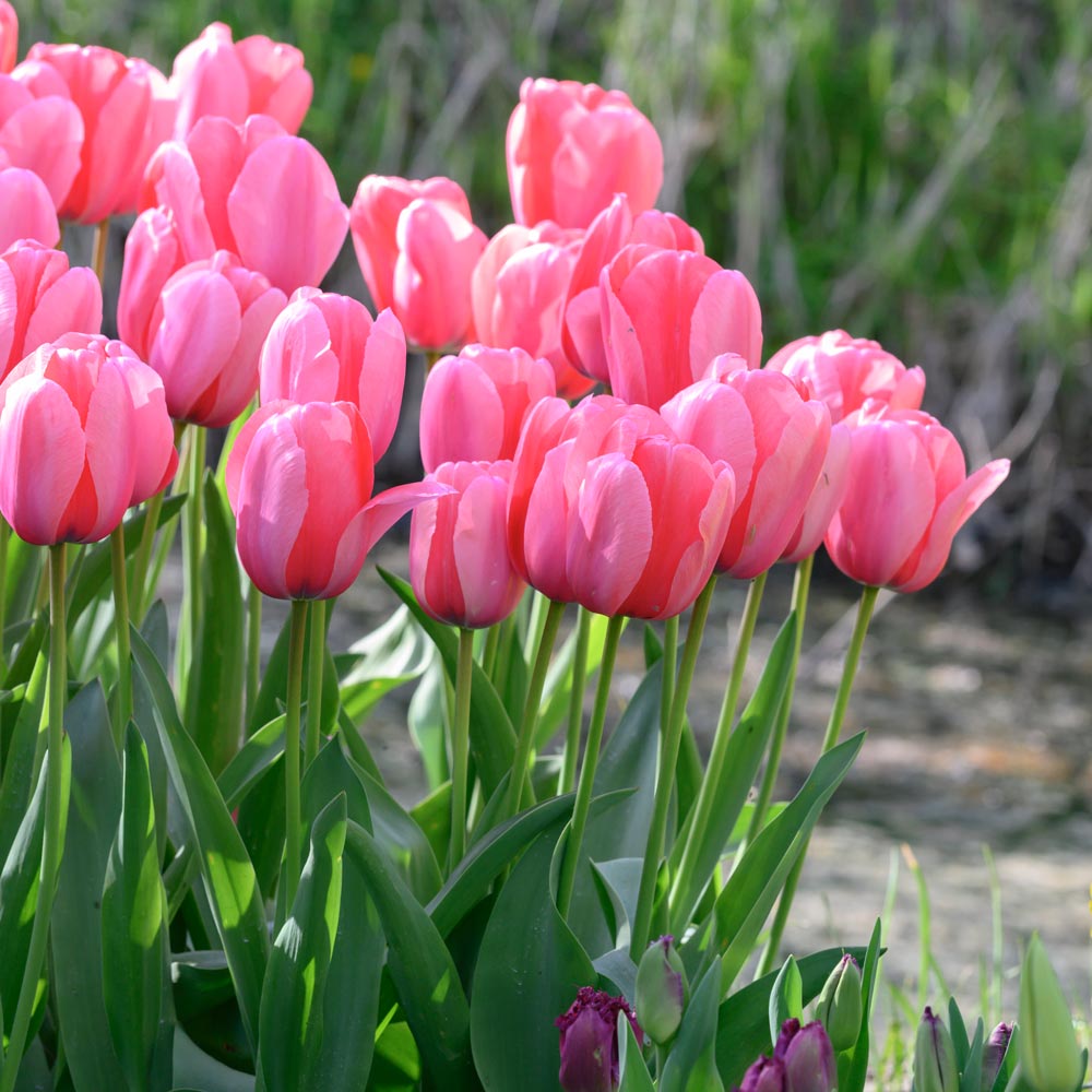 Tulip pink impression - تيوليب زهري الانطباع