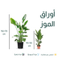 نبات أوراق الموز - Strelitzia Nicolai Plant