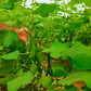 بذور هجينة خيار كنز 1000 بذرة - Cucumber Kenz F1 Seeds 1000 Seeds