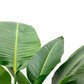 نبات أوراق الموز - Strelitzia Nicolai Plant