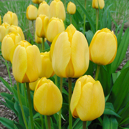 أبصال تيوليب صفراء ذهبية للزراعة – Tulip Golden Apeldoorn Bulbs