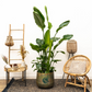 نبات أوراق الموز - Strelitzia Nicolai Plant